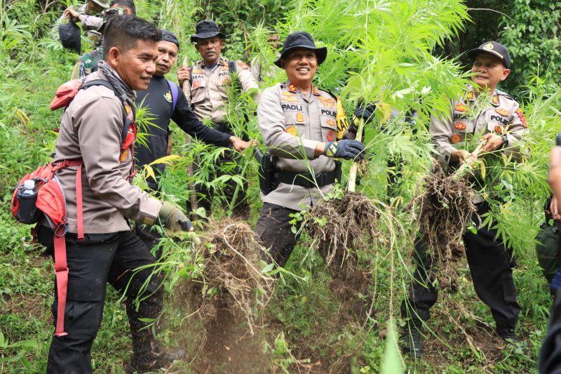 Polisi Musnahkan Dua Hektar Ladang Ganja di Pidie Aceh