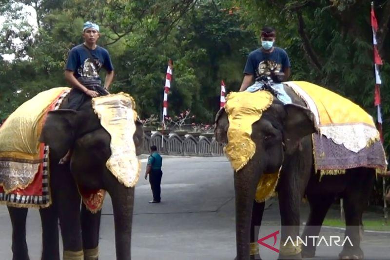 Gajah Sumatera hingga Trenggiling Ikut Upacara HUT ke-77 RI di Bali