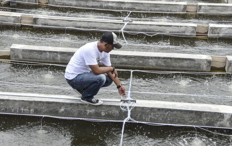 Diguyur Rp3 Triliun, e-Fishery Genjot Tranksasi Pakan dan Ikan Segar