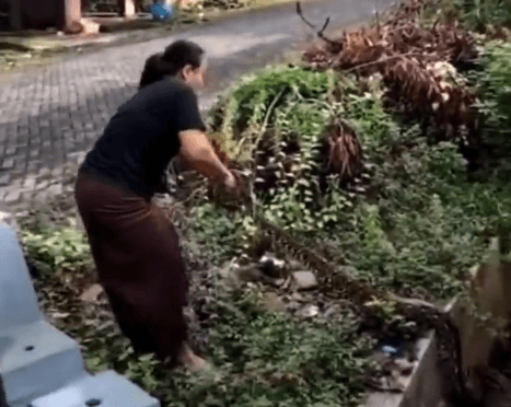 Viral, Emak-emak Tangkap Ular Piton di Selokan