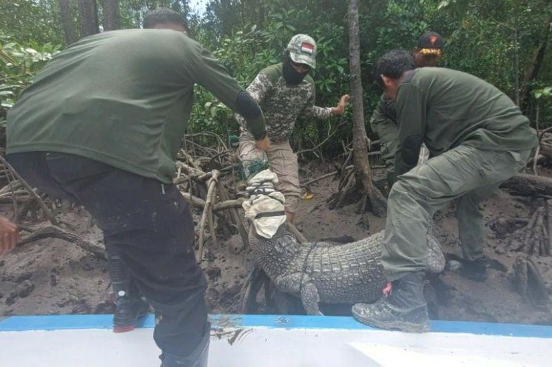 BKSDA Evakuasi Buaya Tangkapan Warga di Konawe Selatan