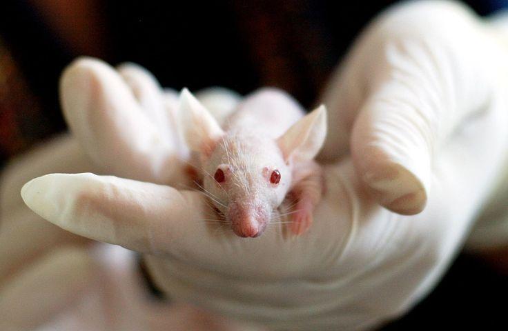 Rekayasa Genetika Berhasil Sembuhkan Tikus dari Kecanduan Kokain