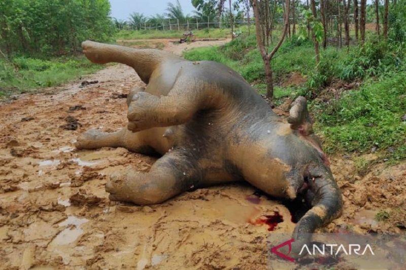 Gajah Hamil Ditemukan Mati di Bengkalis, Diduga Makan Buah Beracun