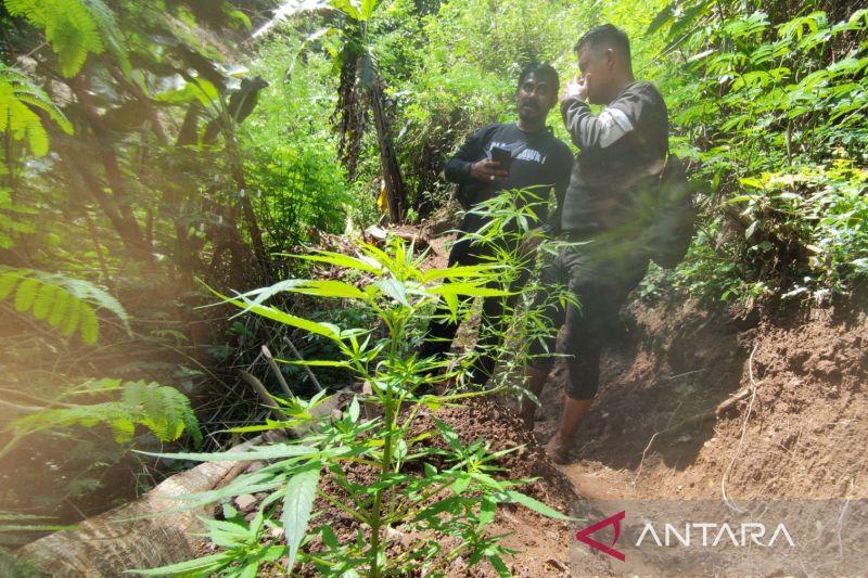 Ini Tanggapan Perhutani soal Ladang Ganja di Cianjur