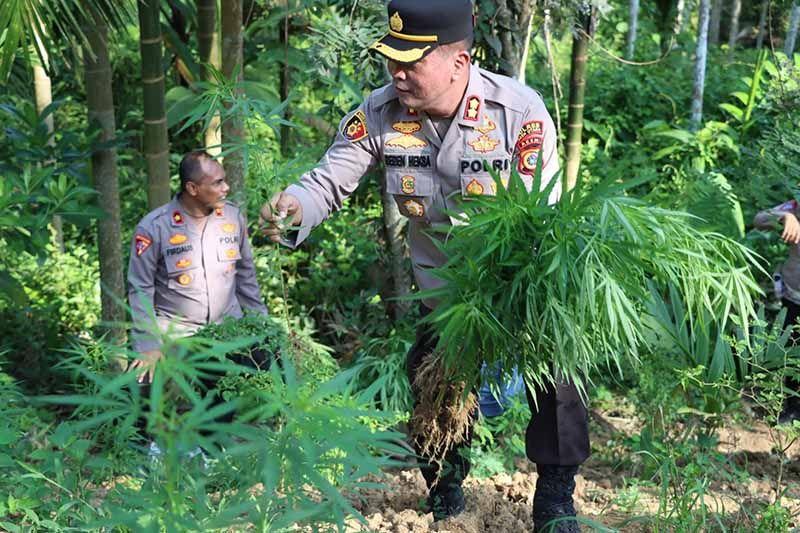 Polres Aceh Utara Tangkap Petani Pemilik 2 Hektare Ladang Ganja