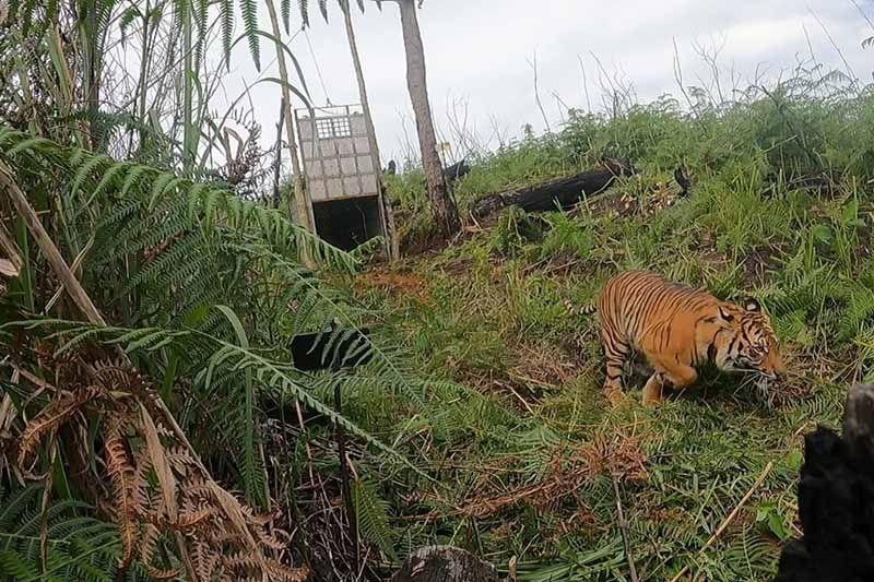 Ngeri! Tim Patroli Hutan FKL Diserang Harimau di Aceh Selatan
