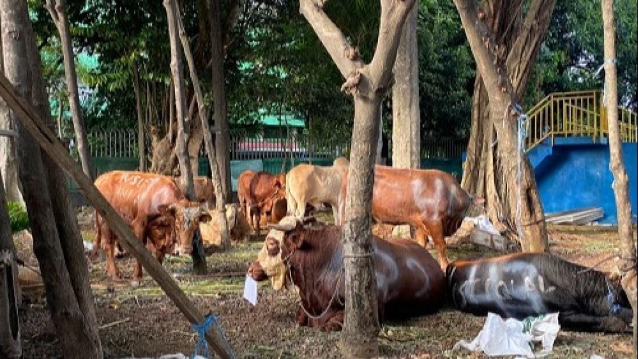 Masjid Istiqlal Sembelih Sapi Kurban Jokowi-Ma'ruf Amin Sabtu Lusa
