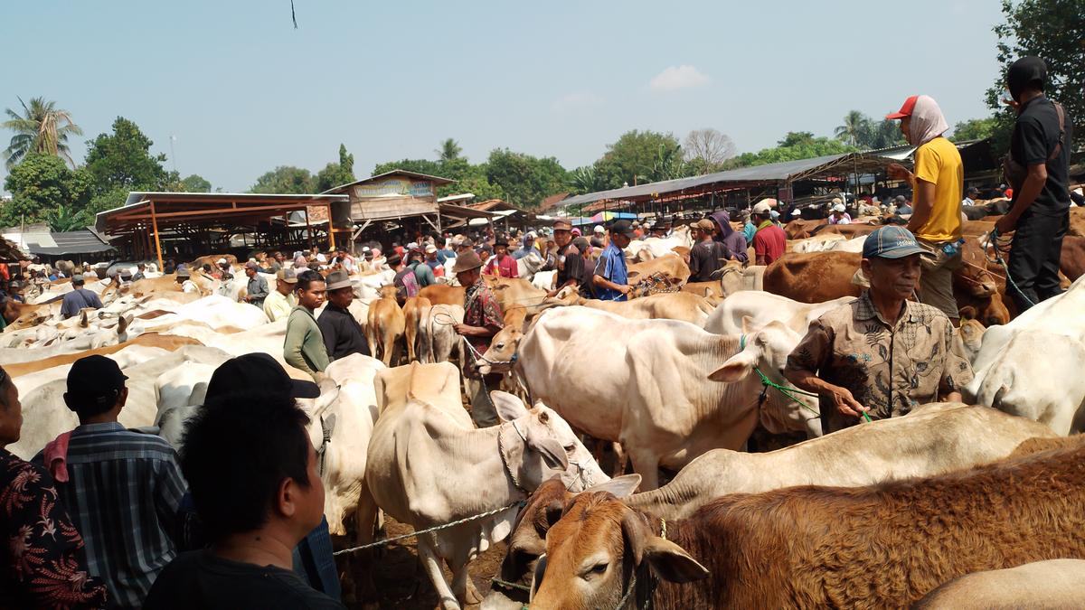 Laris Manis, Penjualan Hewan Kurban di Pasar Hewan Jonggol Melonjak 100 Persen