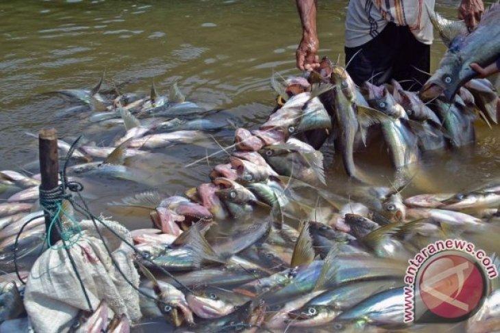 Ikan Besar Mati Massal di Sungai Brantas, Ecoton: Bau Amis dan Air Berminyak
