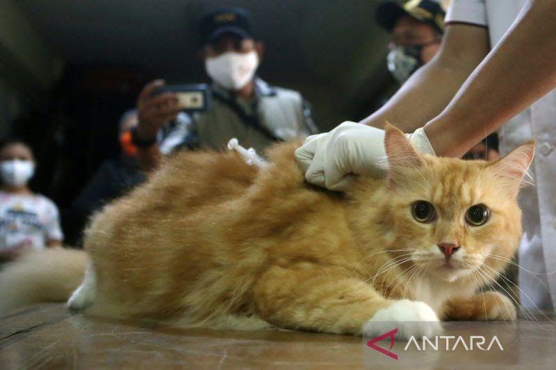 Marak Konten Penyiksaan Hewan di Medsos, Sudin KPKP: Penyiksa Hewan Dapat Dipidana