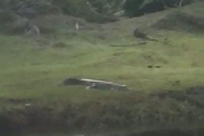 Buaya Muara 2,5 Meter 'Mampir' ke Belakang SDN 12 Pasia Paneh Sumbar