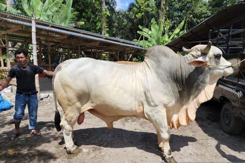 Jokowi Salurkan Sapi Kurban ke Daerah Terdampak Bencana di Sumbar