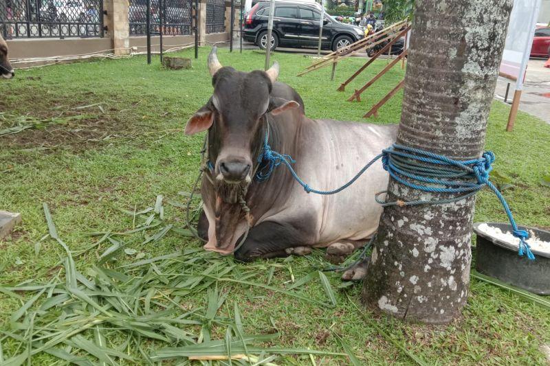 Jokowi Salurkan Sapi Kurban Berat Capai 1 Ton ke 34 Provinsi di Indonesia