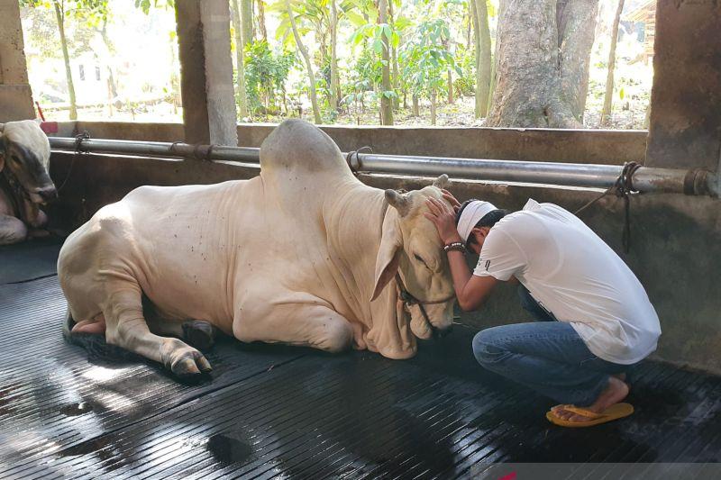 Haru, Dedi Mulyadi Menangis Melepas Sapi-sapi Kesayangannya untuk Kurban