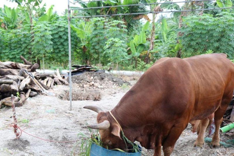 Jokowi Kurban Sapi Seberat 1 Ton di Kepulauan Selayar