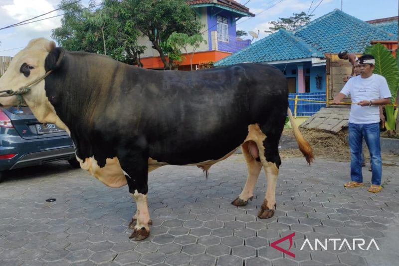 Sapi Raksasa Milik Dedi Mulyadi Ngamuk Robohkan Pagar Rumah Warga saat Mau Disembelih
