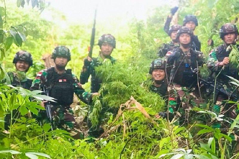 Wow! Ladang Ganja Seluas 5 Hektare Ditemukan di Keerom Papua