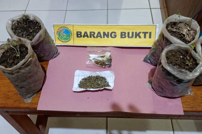 Pemuda Tanam Ganja di Polybag Ditangkap