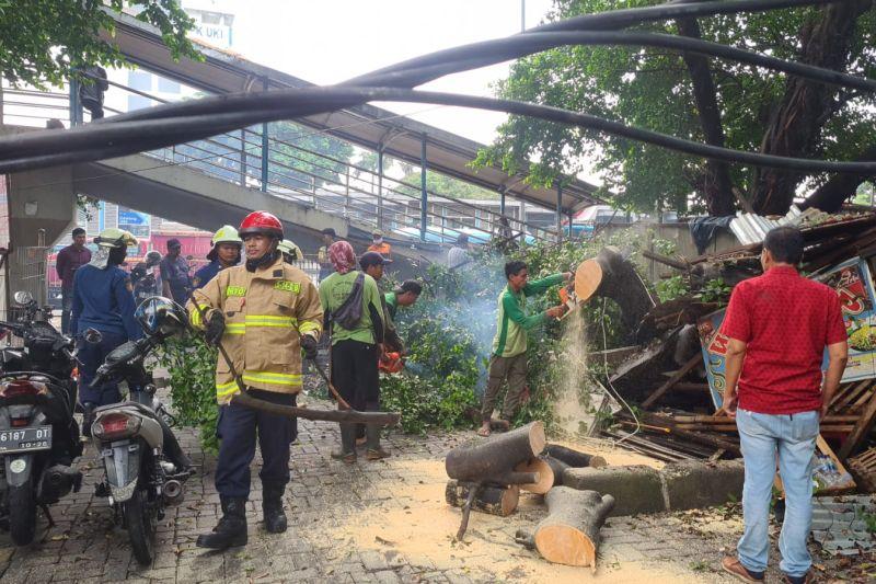 Pohon Beringin 20 Meter yang Tumbang dan Timpa Warung di Cawang Berhasil Dievakuasi