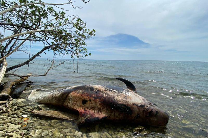Warga Temukan Paus Terdampar dalam Kondisi Mati di Perairan Raja Ampat