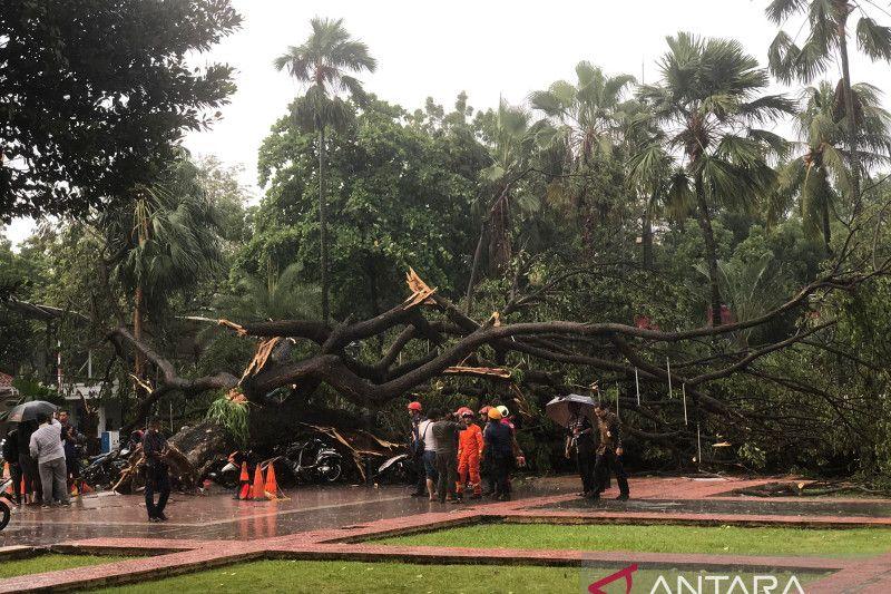 Korban Pohon Tumbang di Jakarta Berhak Ajukan Santunan hingga Rp50 Juta