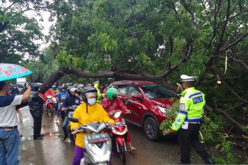 Satlantas Bantu Warga Evakuasi Pohon Tumbang di Cengkareng Jakbar