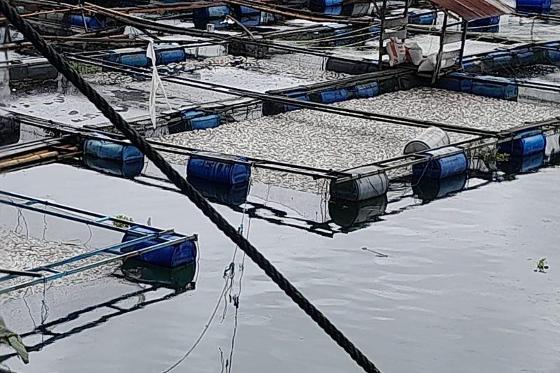 45 Ton Ikan Danau Maninjau di Agam Mati gegara Angin Kencang dan Hujan Deras