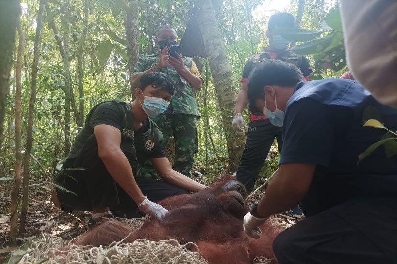 Satu Orang Utan Dilepas di Kawasan Konservasi Tanjung Keluang Kalimantan