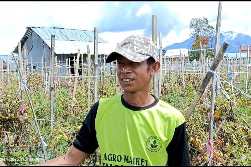 Harga Anjlok, Petani di Lampung Barat Buang Tomat ke Jurang