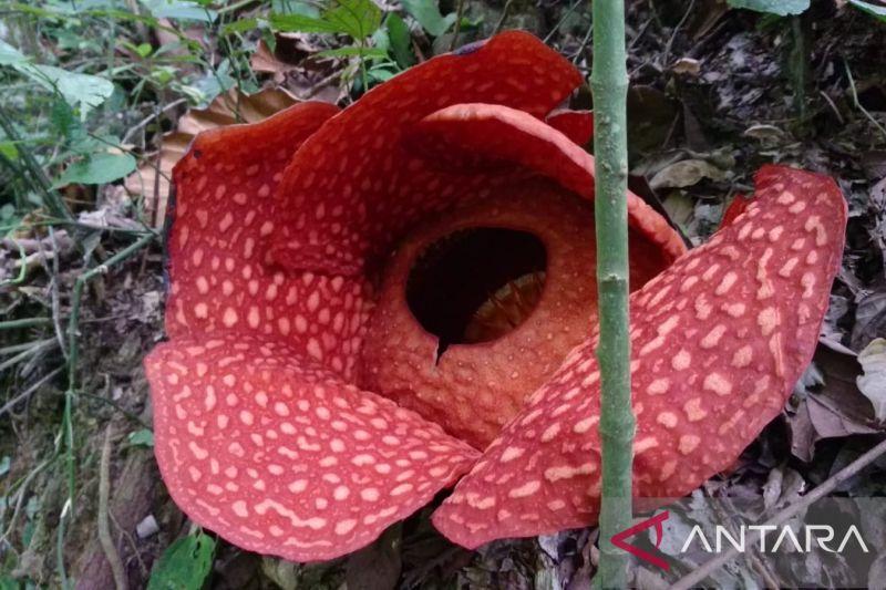Indahnya Bunga Rafflesia yang Mekar Sempurna di Solok
