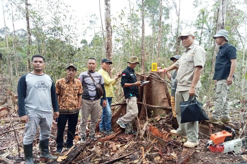 Polres dan Polhut Pasaman Barat Cek Tanggul Kayu Diduga Hasil Illegal Logging