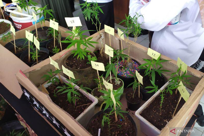 Khawatir Penumpang Gelap, Guru Besar UGM Tolak Ganja Dilegalkan meski untuk Tujuan Medis