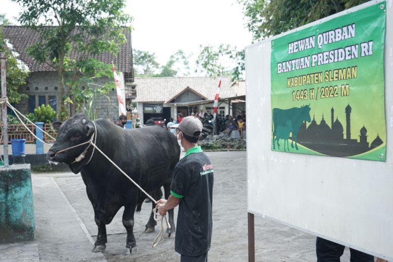 Jokowi Sumbang 2 Sapi Kurban untuk DIY dengan Bobot 850 Kg dan 1,07 Ton