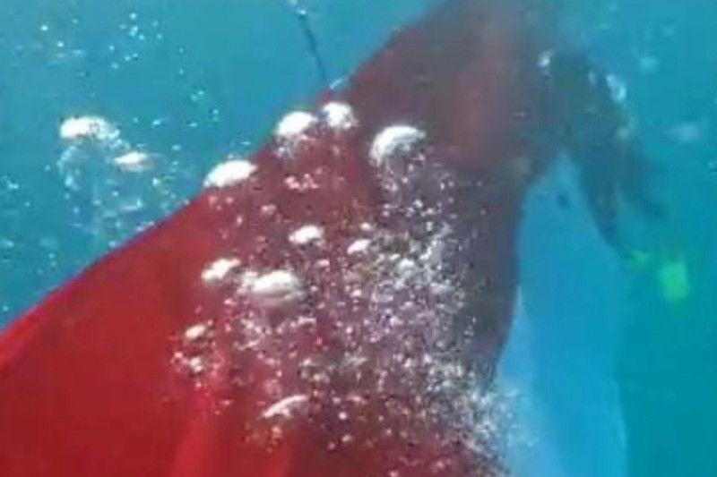 Bendera Merah Putih Sepanjang 77 Meter Terbentang di Dasar Laut Manokwari