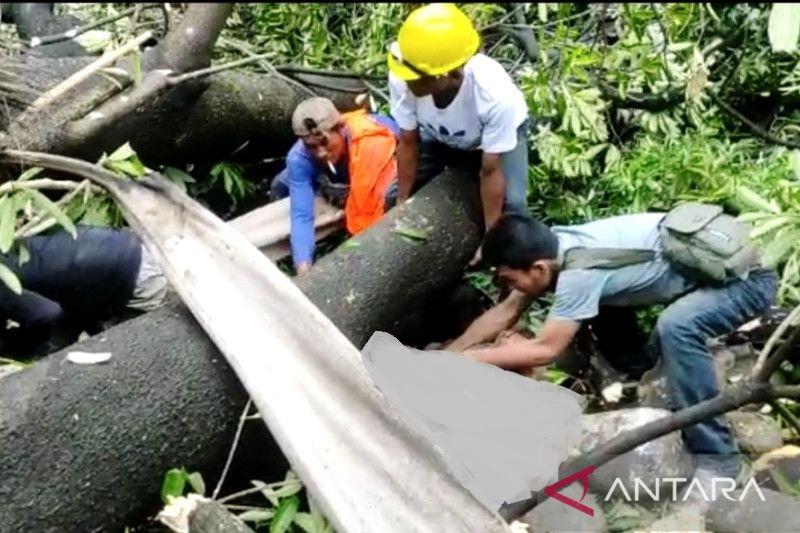 Dua Pekerja Bangunan di PN Makassar Dilarikan ke Rumah Sakit usai Tertimpa Pohon Tumbang