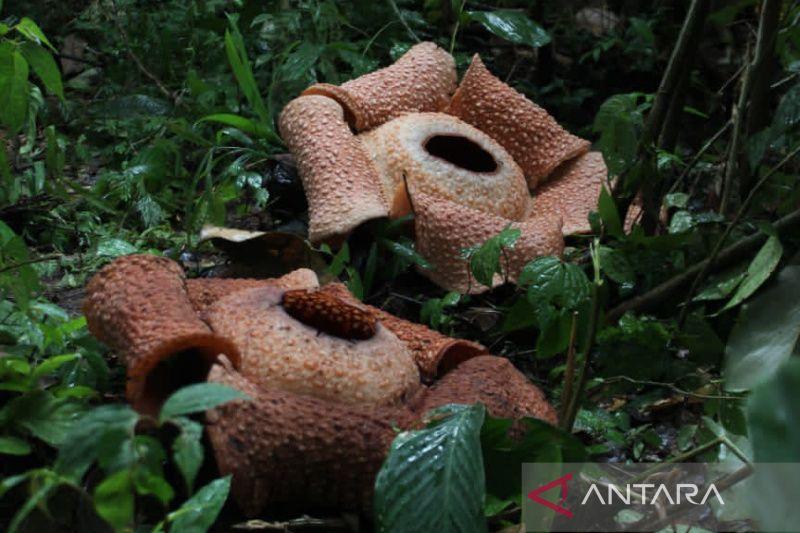 Dua Bunga Rafflesia Arnoldi Mekar Sempurna di Kebun Warga Bengkulu Selatan