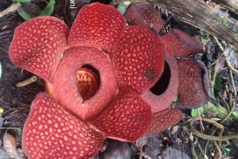 Dua Bunga Rafflesia Arnoldii Mekar Sempurna Bersamaan di Rumah Warga Agam Sumbar