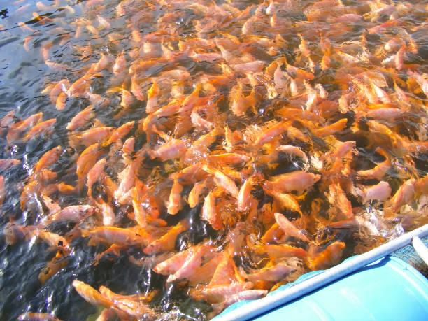 16 Hektare Jadi Percontohan Klaster Budi Daya Ikan Nila Salin di Karawang