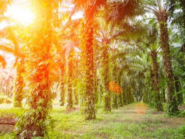 Keuangan Negara ‘Digarong’ Pemutihan Kebun Sawit Ilegal