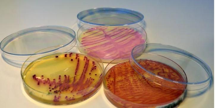 Kasus Jamur Superbug Meningkat Tajam Selama Pandemi