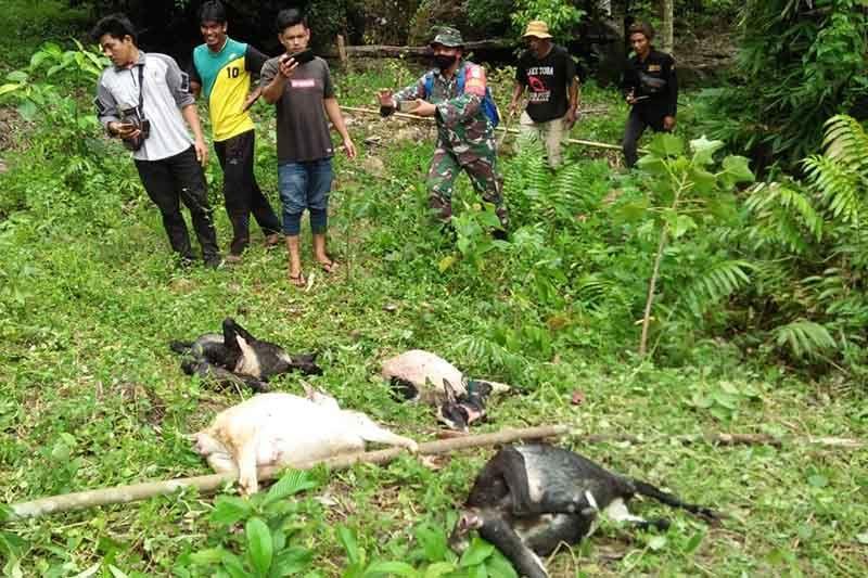 Dua Kambing Milik Warga Tapaktuan Aceh Selatan Mati Dimangsa Harimau Sumatra