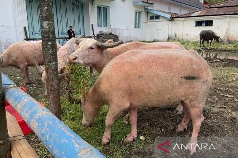 Keraton Surakarta Pastikan Kebo Bule Ikut Kirab Malam 1 Sura