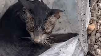 Kucing Dalam Karung Dibuang ke Sungai, Kondisinya Memprihatinkan, Netizen: Ya Allah Nyesek Banget