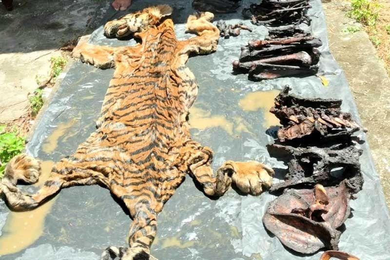 Dua Terduga Penjual Kulit Harimau di Bener Meriah Aceh Ditangkap
