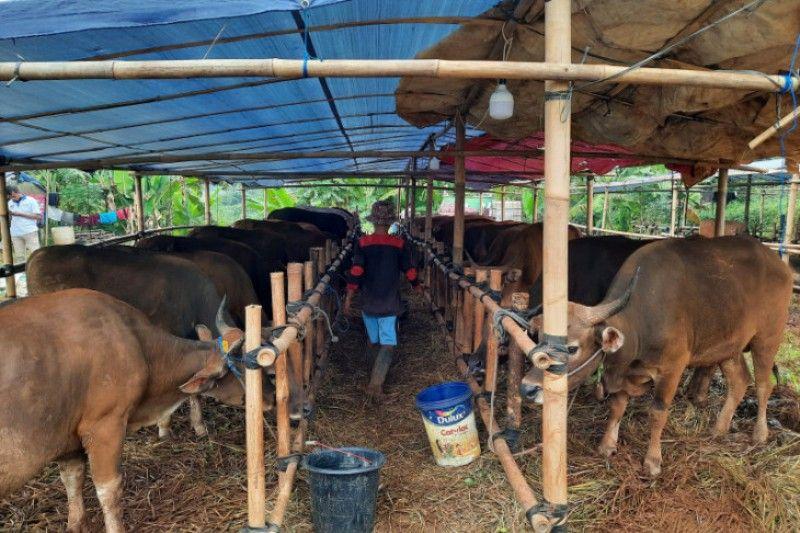 Meski Nihil Kasus PMK, Pemkab Lebak Sebar Banyak Petugas ke Lapak Hewan Kurban