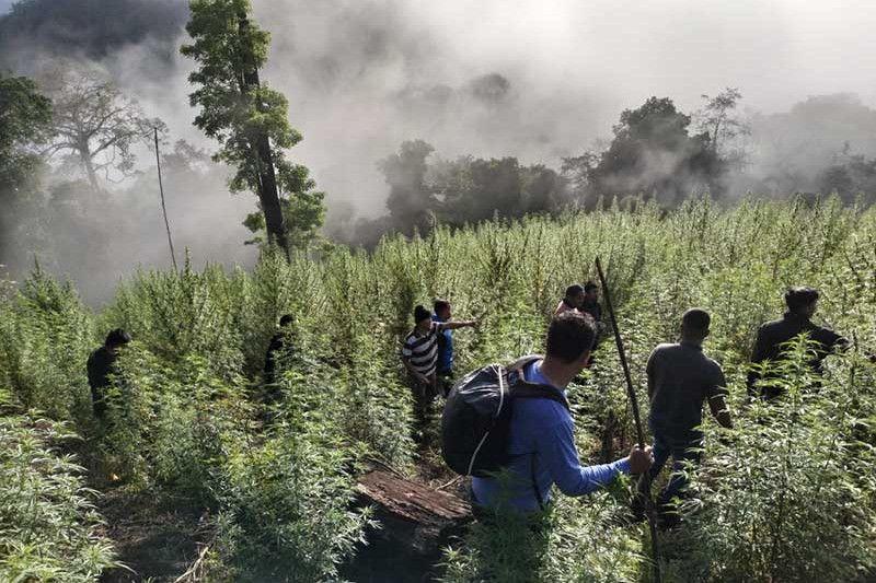 Ladang Ganja 8,9 Hektare Ditemukan di Nagan Raya Aceh