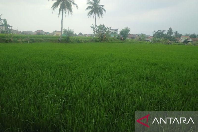 Dari Lumbung Pangan Desa Menuju Lumbung Pangan Dunia