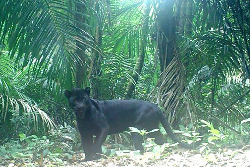 BKSDA Analisis Jejak Satwa Liar yang Ditemukan Warga di Hutan Jlegong Banjarnegara