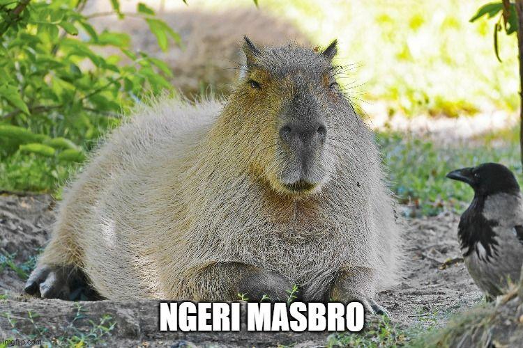 Gegara Viral, 'Masbro' Kapibara di Ragunan Ramai Dikunjungi