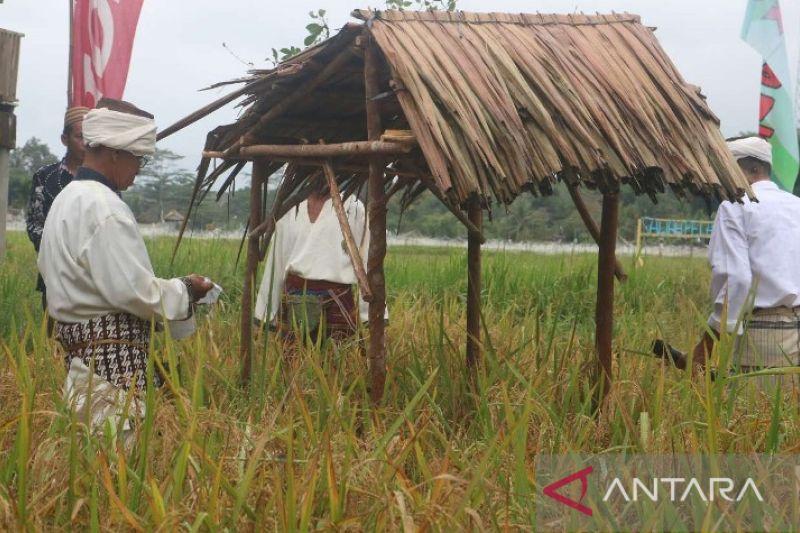 Langka! Pesta Murok Jerami Jadi Wisata Budaya Bangka Tengah